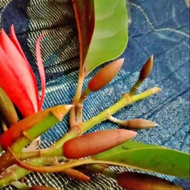 bibit bunga kantil merah