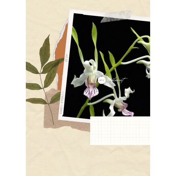 Anggrek Dendrobium Antenatum