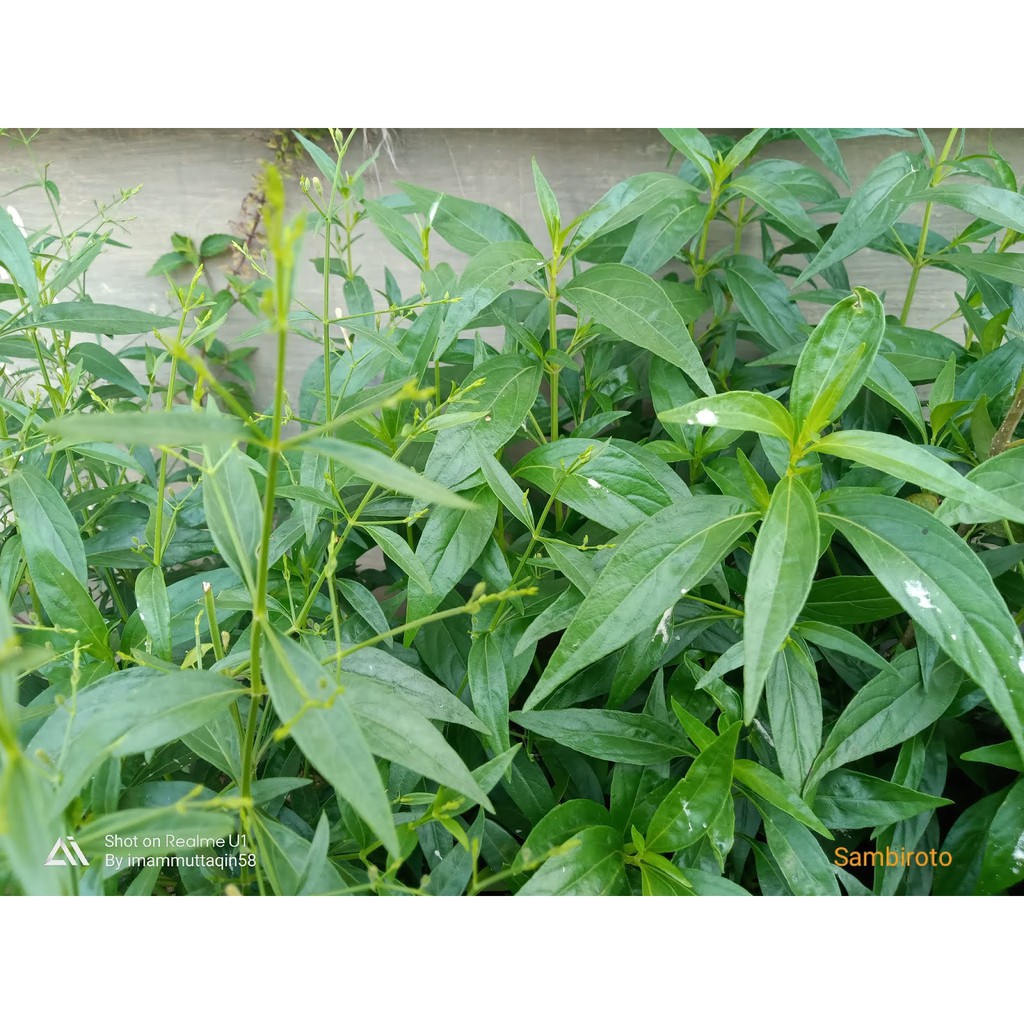 

Tanaman Sambiroto Segar 100% Fresh (Harga Termurah)