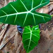 Keladi neon - Bibit tanaman alocasia neon hijau - BAKUL KEMBANG