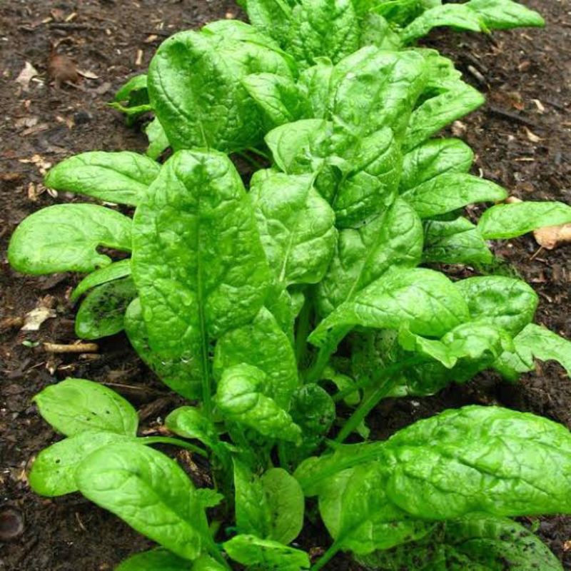 

spinach giant nobel