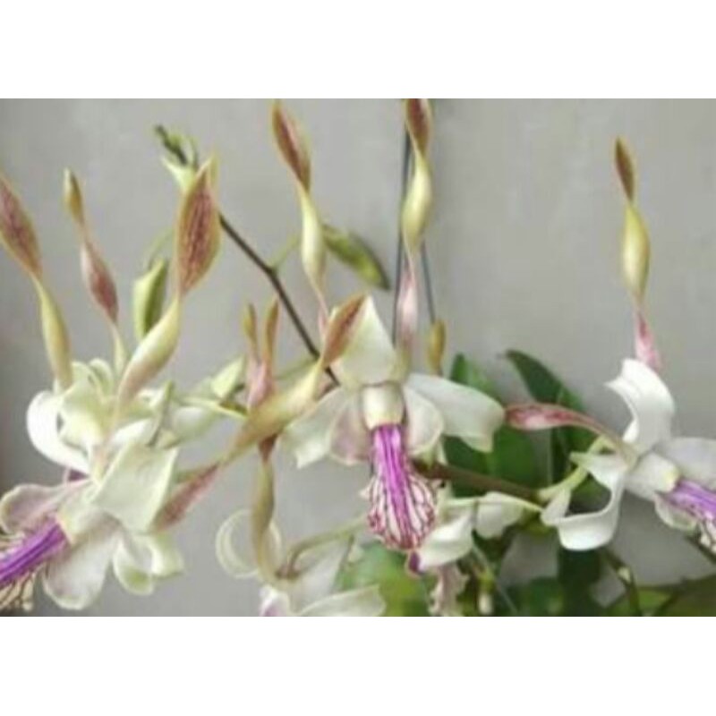 Dendrobium stratiotes x leporinum
