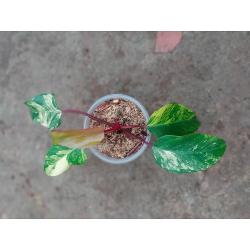 Philodendron Strawberry shake