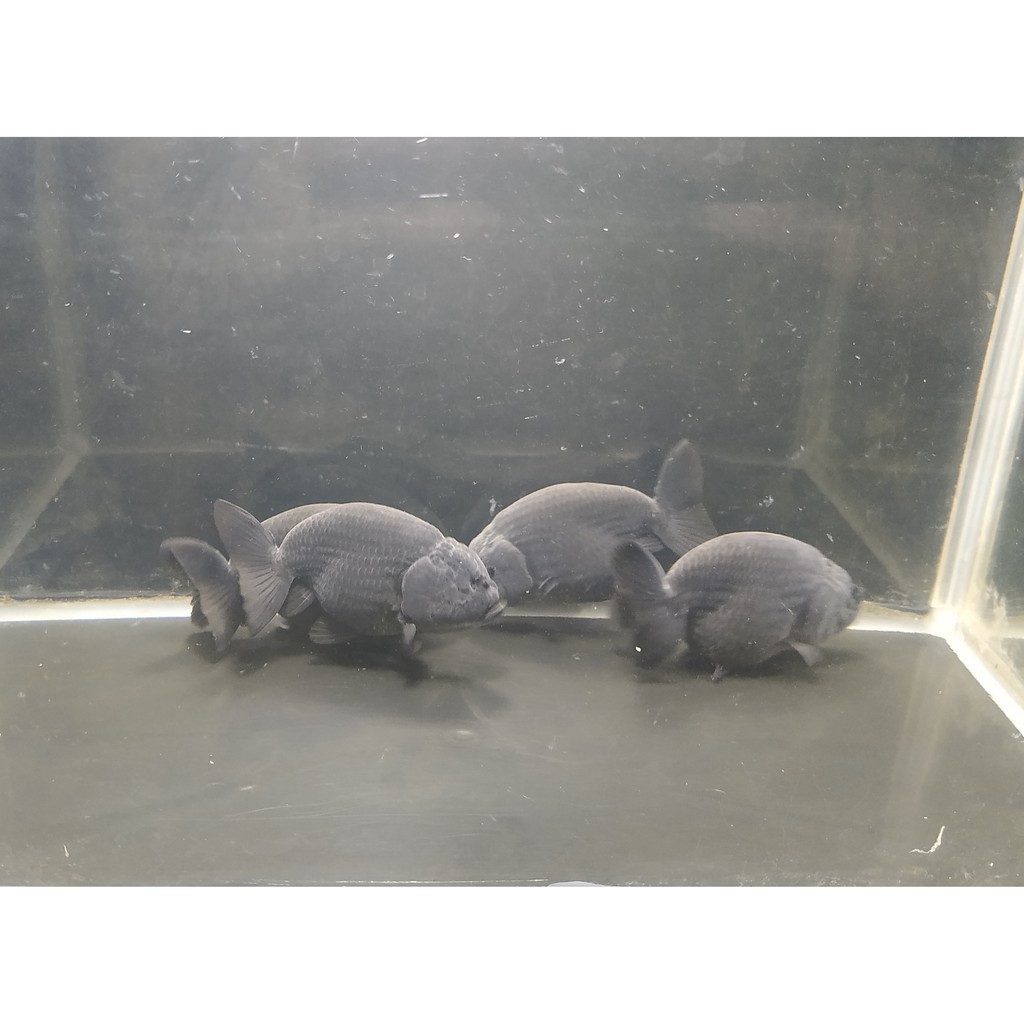 Ikan Koki Black Ranchu Solid