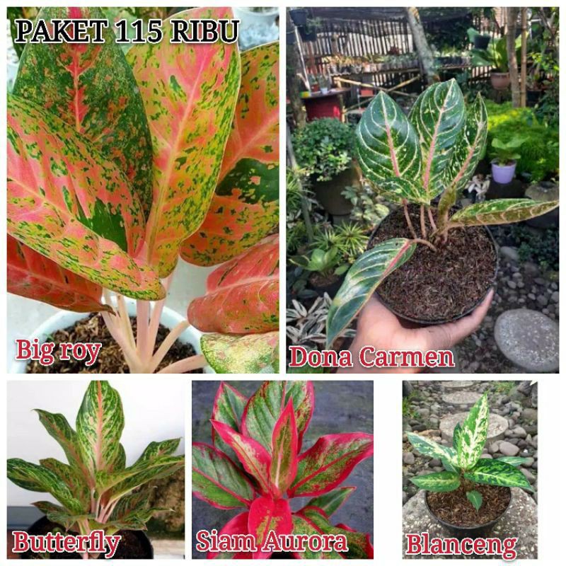 Paket 5 Tanaman Hias Aglonema - Tanaman Aglonema