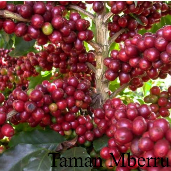 100 Biji seed/Bibit Kopi Arabika Ateng Super Unggul Takengon Gayo