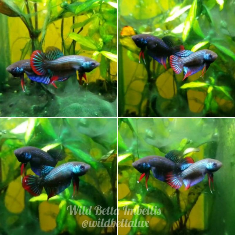 

Ikan Cupang Wild Betta Imbellis