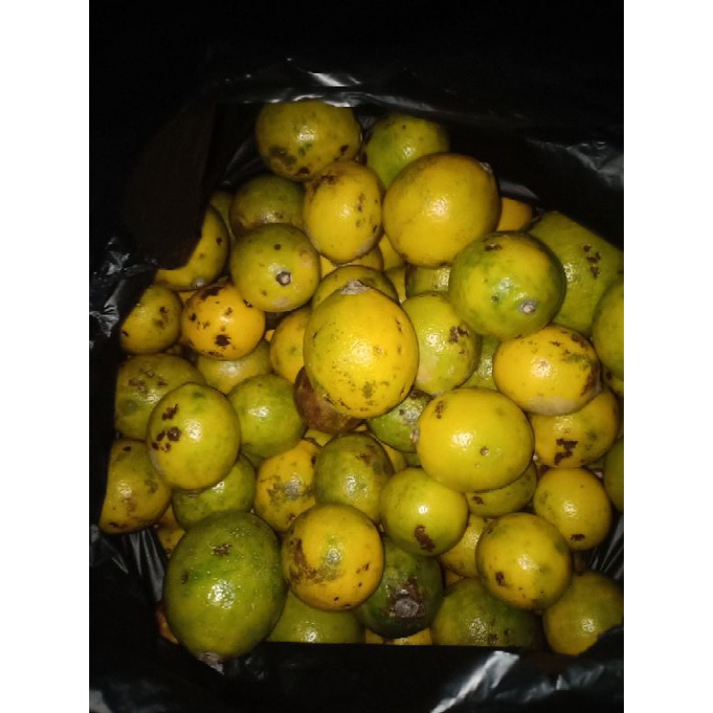 

lemon California rijeck CN