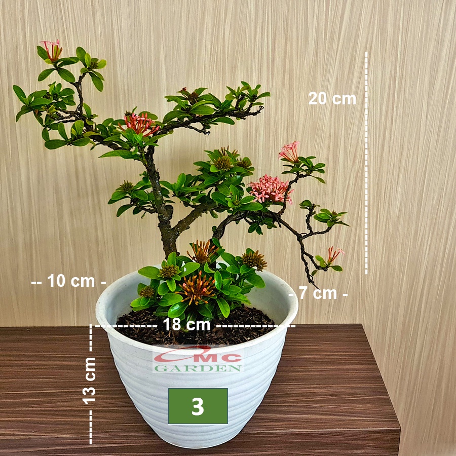 Tanaman Hias Bonsai Bonsae Mame Soka Mini Asoka Jepang Ixora Pink Jambon B-SMP-001