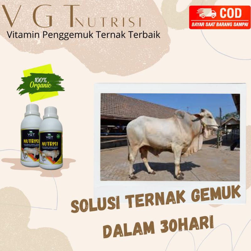 VGT NUTRISI SAPI