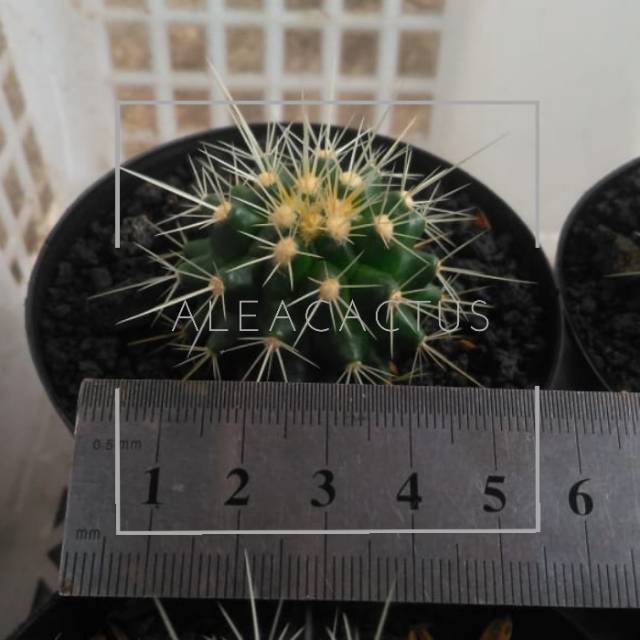 Tanaman hias Kaktus sukulen / golden barrel mini