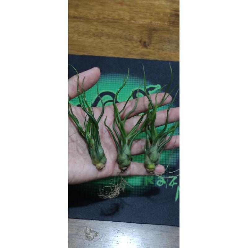 Tillandsia Bulbosa Green