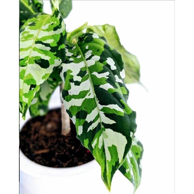tanaman hias aglaonema pictum threecolor