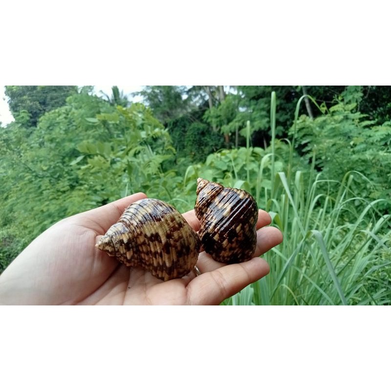 (Kerang Hias) Cangkang keong Turbo / Mata Lembu