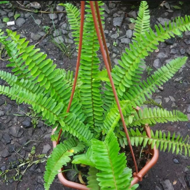 Tanaman Hias pakis boston.Tanaman hias gantung-Tanaman hias pakis.