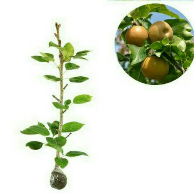 bibit buah pear pir coklat