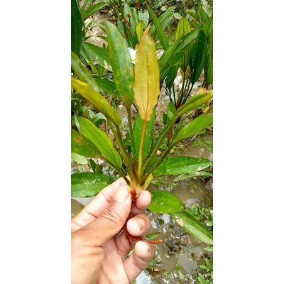 Echinodorus red special semi tanaman aquascape