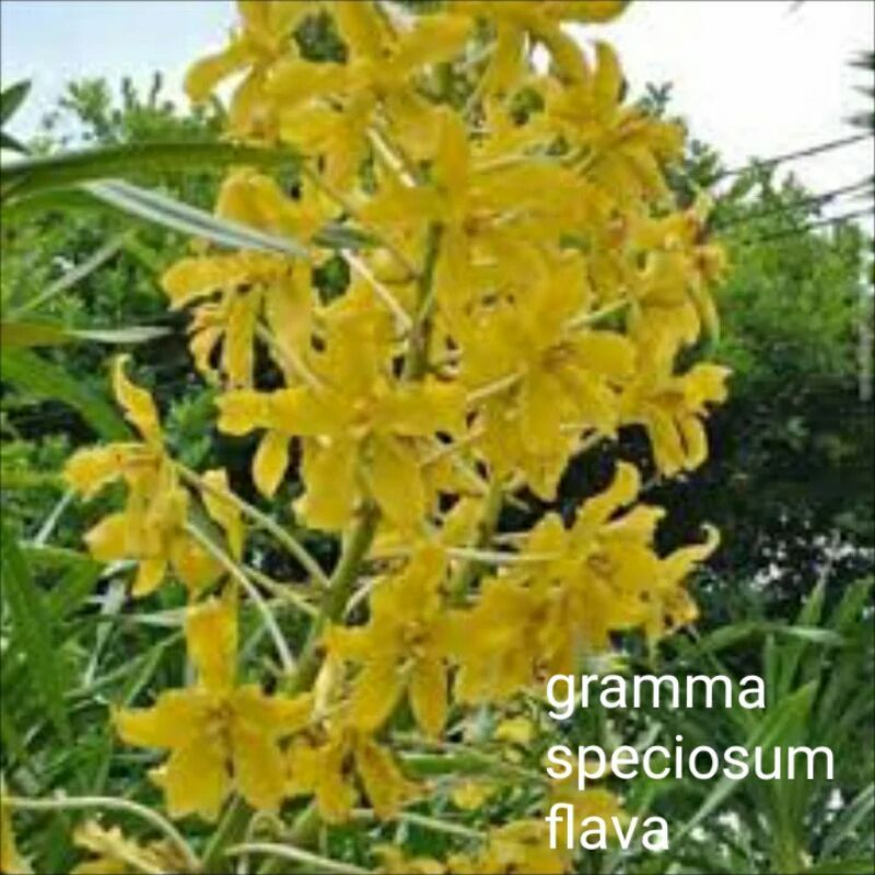 Anggrek Grammatophyllum Speciosum flava / anggrek tebu flava