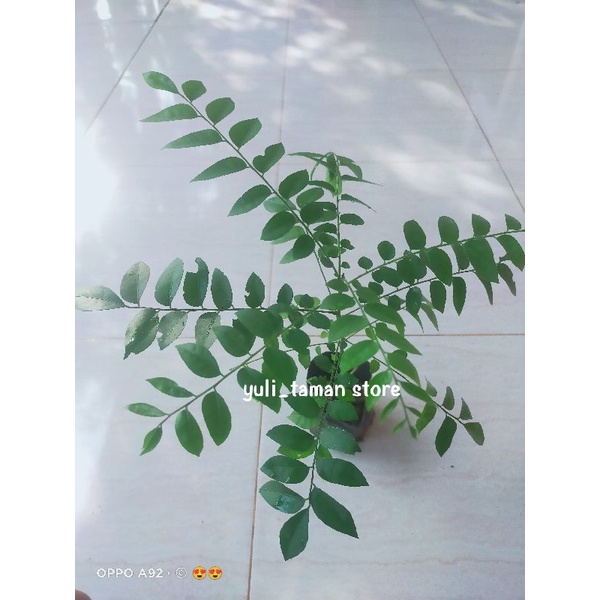 Tanaman pohon salam koja/bibit tanaman pohon salam koja