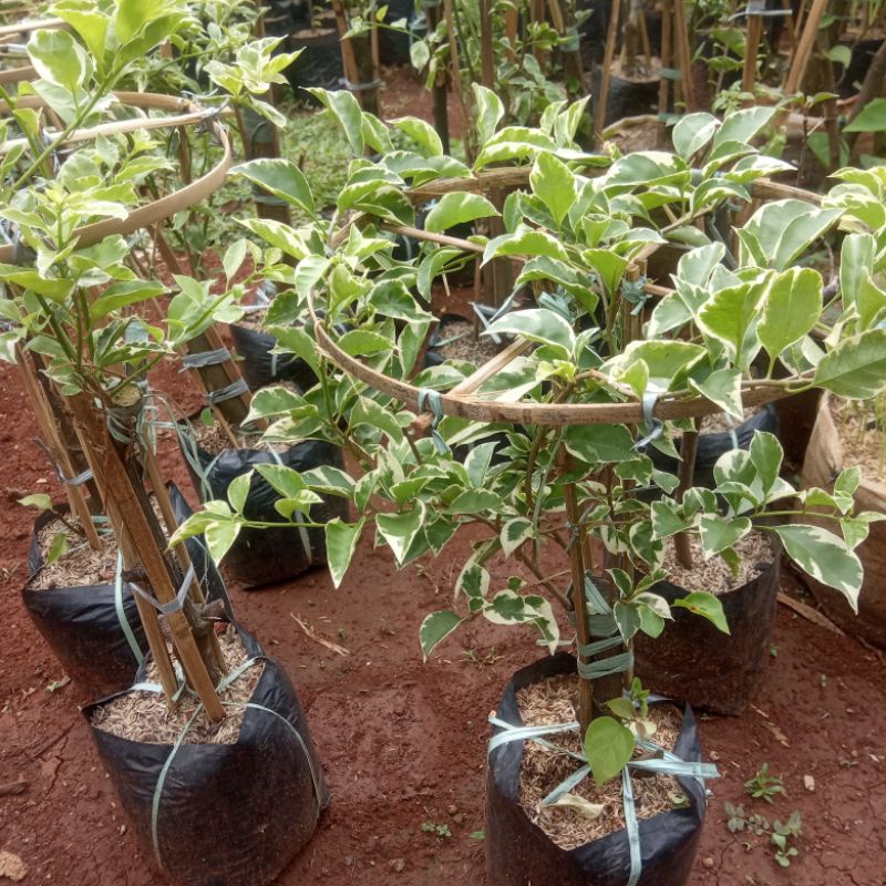 tanaman bugenvil varigata bunga ungu / bugenvil bunga putih / bibit bonsai