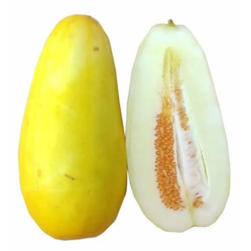 benih timun suri