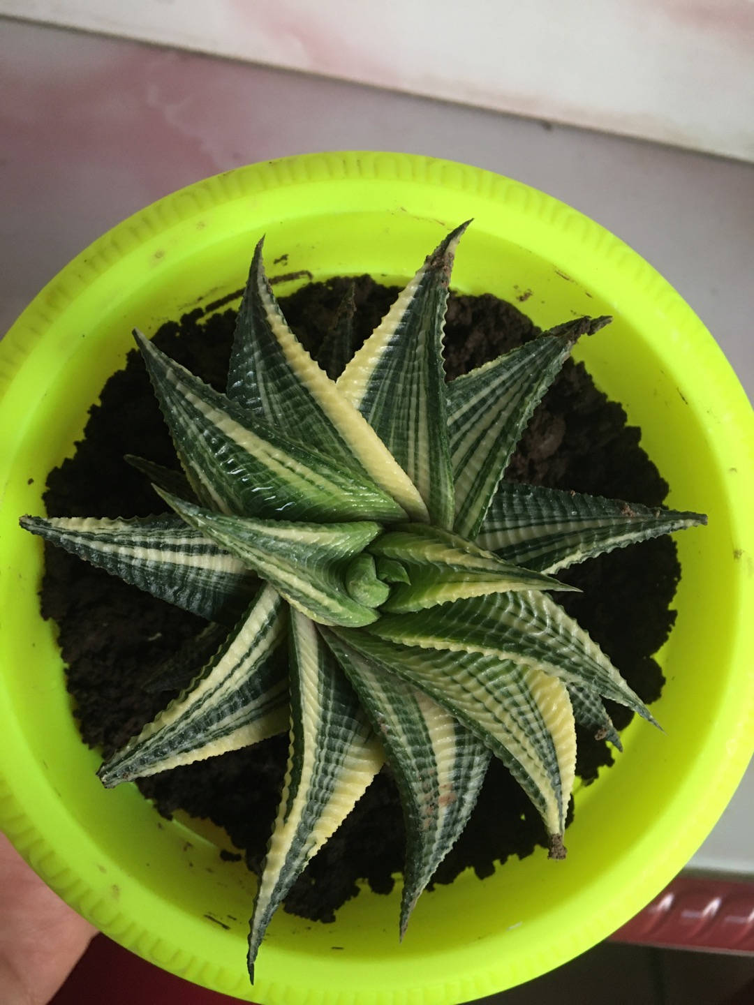 Sukulen Dan Kaktus | Haworthia Limifolia Variegated