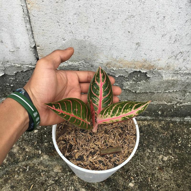 tanaman hias aglonema red Sumatra - aglonema redsum - aglo red Sumatra