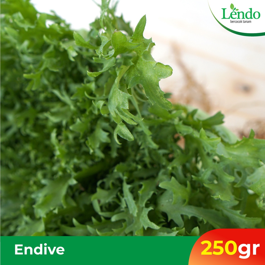 

Endive / Selada Endive 250gr
