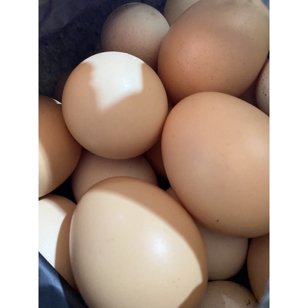 

Telur Ayam Kampung Organik