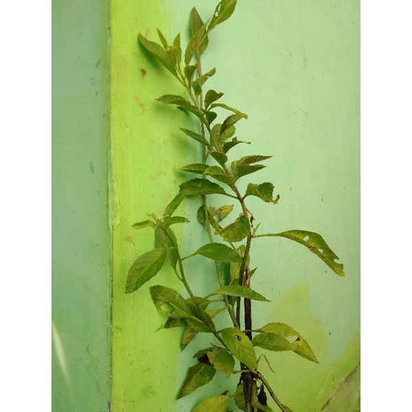 tanaman herbal sidaguri