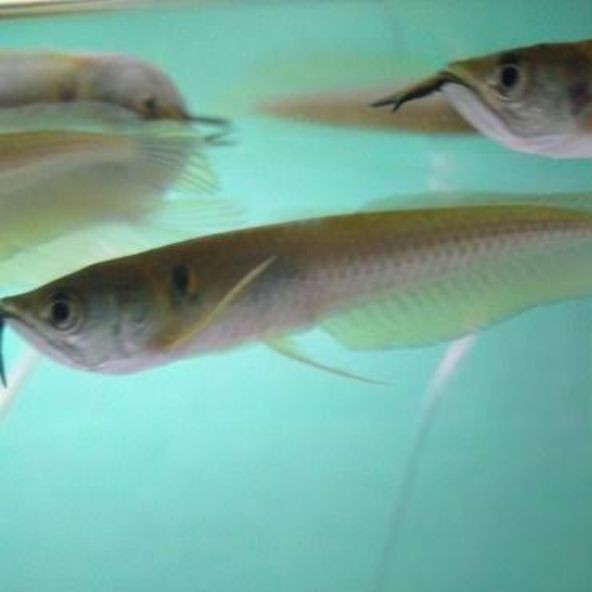 Ikan arwana silver red brazil 9-11CM (COD)