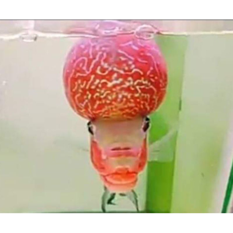 Anakan ikan burayak Louhan SRD boom head ukuran 2-4cm