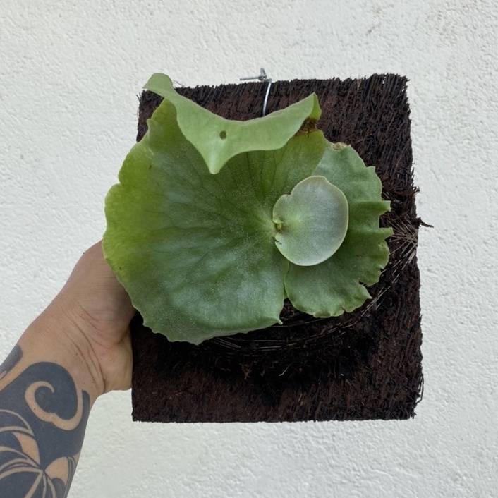 PLATYCERIUM HOLTTUMII