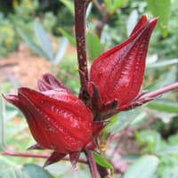 Benih Bibit Biji - Bunga Rosela Merah (Red Roselle) Rosella Hibiscus sabdariffa Flower Seeds