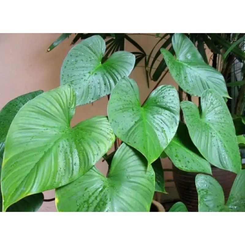 

[Fresh] BIBIT KELADI HOMALOMENA HIJAU TANAMAN HIAS INDOR OUTDOR