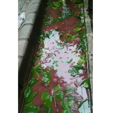 Cacing Sutra Surabaya