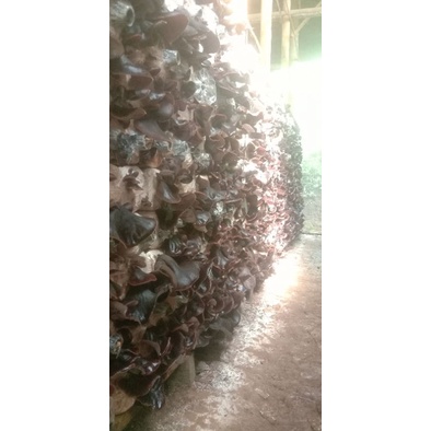 

jamur kuping fress