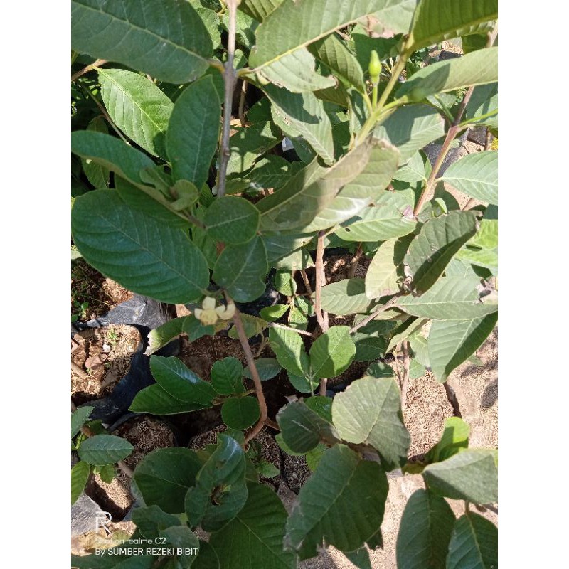 bibit jambu sukun merah cangkok