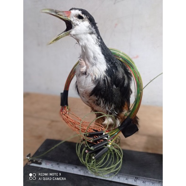 racik perangkap burung ruak ruak / wak wak 4 meter + mumi patung set