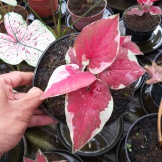 Bisa Cod Pos 3 Daun Remaja Aglonema Aglaonema Tanaman Hias Indor Audor Shopee Indonesia