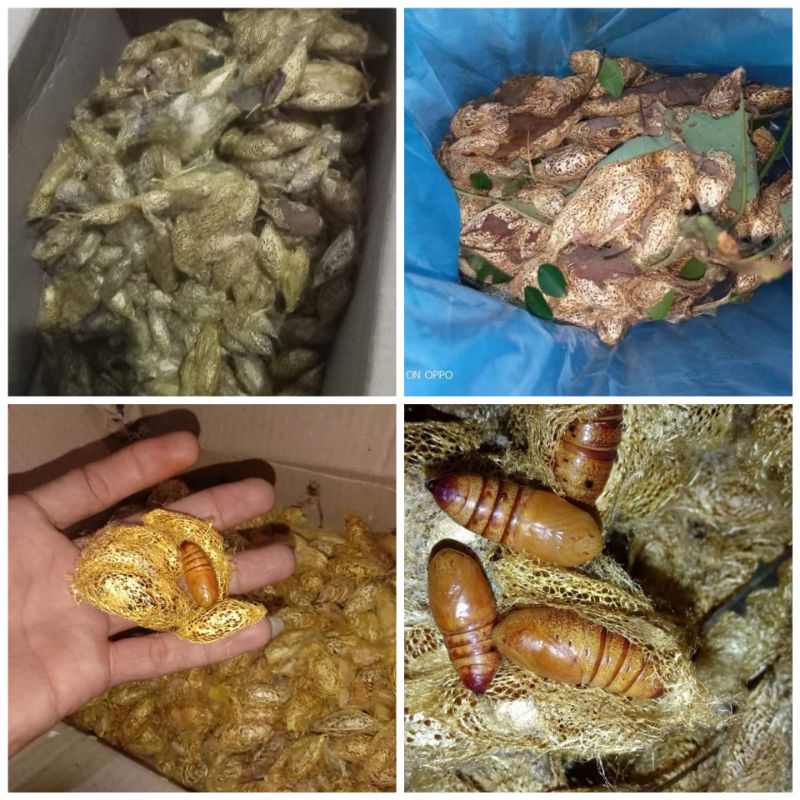 Kepompong Alpukat Umpan Mancing bawal dan lele gacor