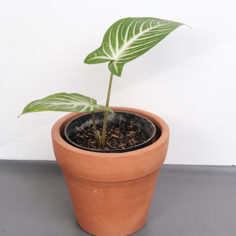 CALADIUM ANTASOMA / XHANTOSOMA LINDENII