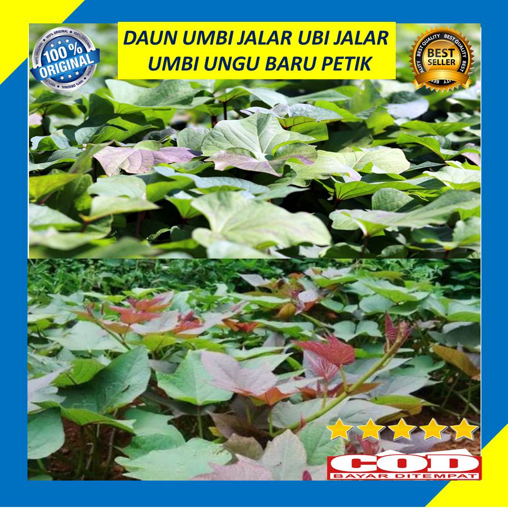 

Daun Umbi Jalar Ubi Jalar Umbi Ungu Segar Baru Petik 250 Gram