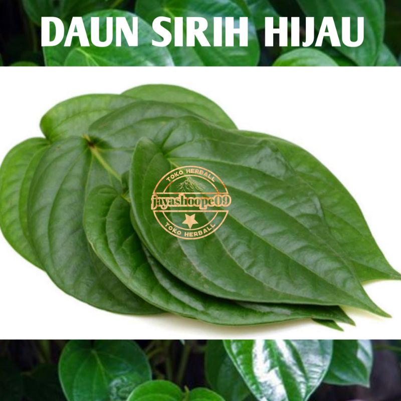 

Daun Sirih Hijau Segar 50-LEMBAR Daun Sirih Segar / Daun Sirih Hijau Segar