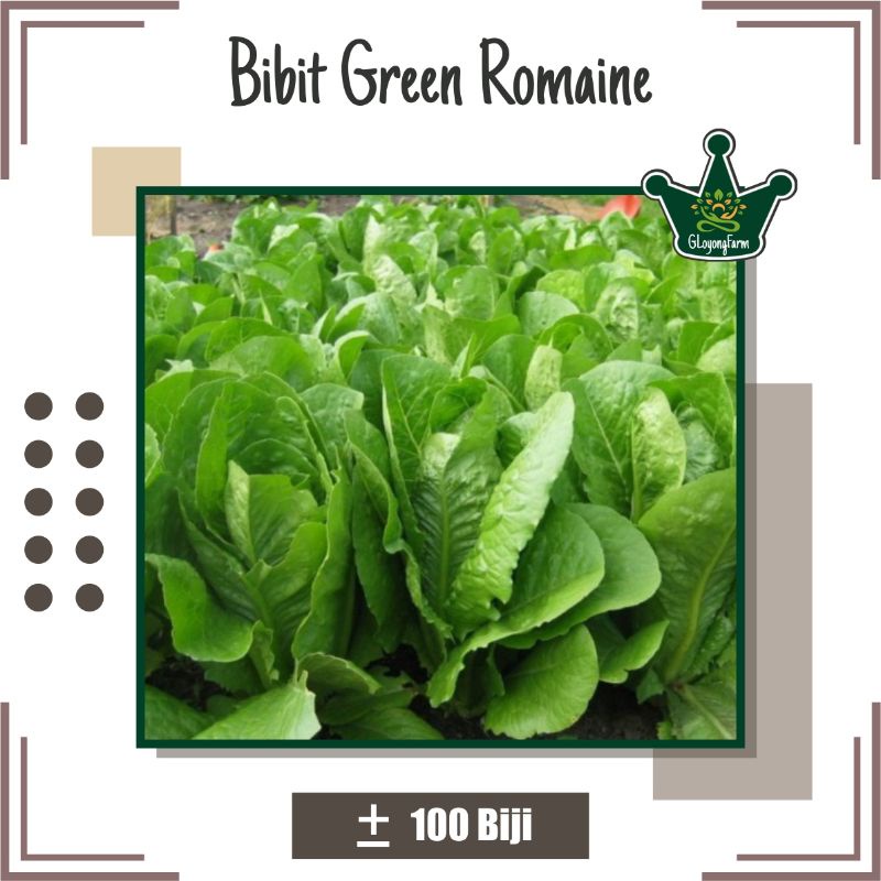 Bibit Selada Green Romaine Hibrida - Benih Sayuran