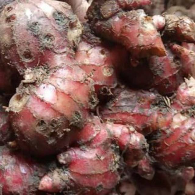 

Jahe merah fresh kualitas premium