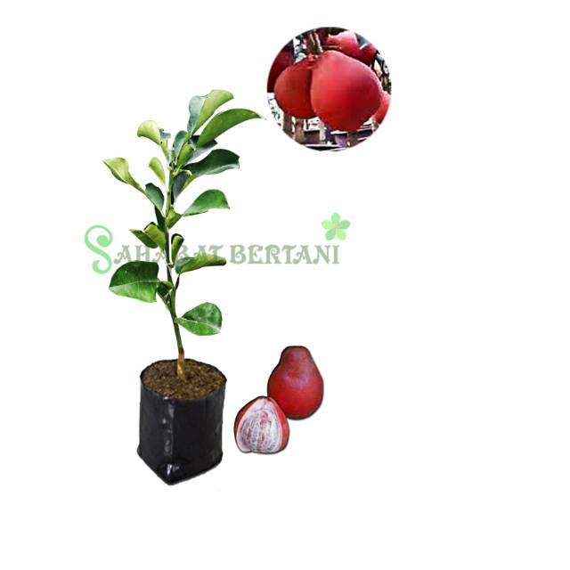 Bibit Jeruk Bali Red Pamelo