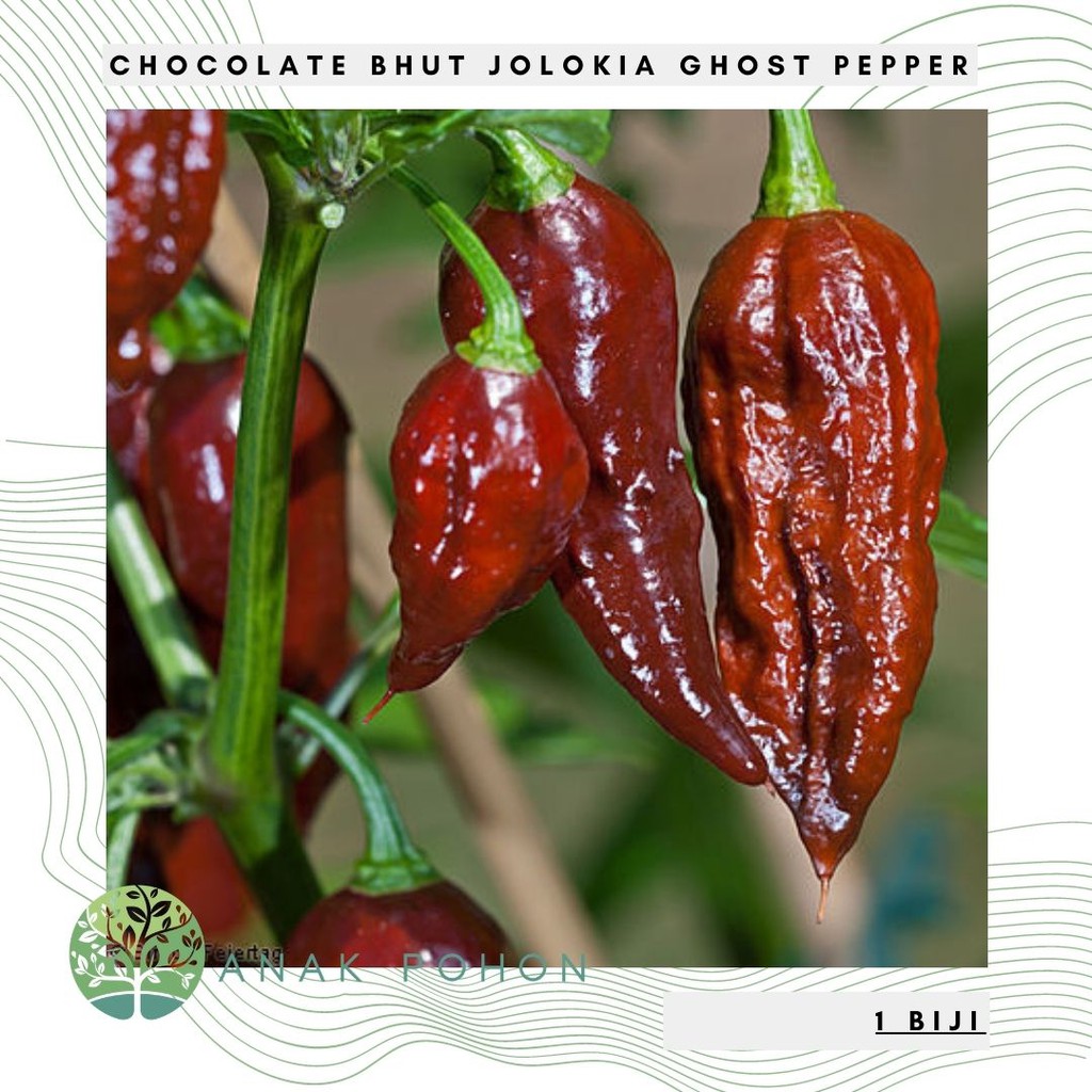 Benih Bibit Biji - Cabai Chocolate Bhut Jolokia Choco Cokelat Ghost Pepper Seeds - IMPORT