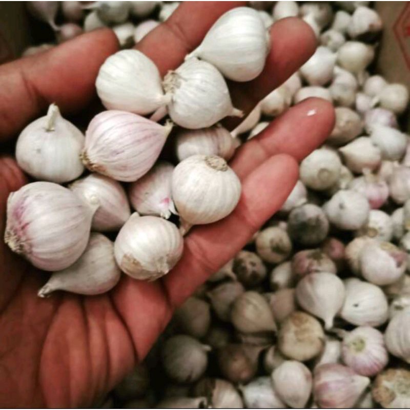 

BAWANG PUTIH TUNGAL bawang putih lanang 250gr