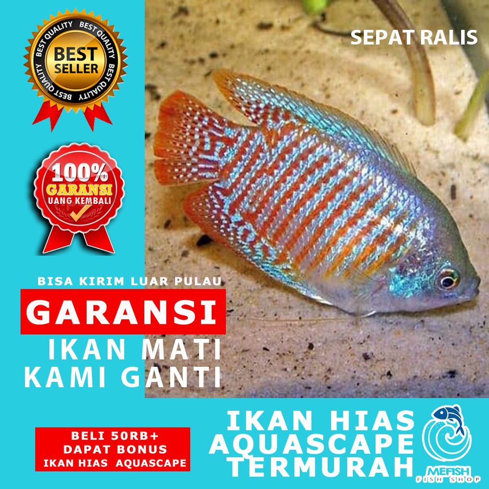 Ikan hias aquascape aquarium air tawar laut - MEFISH_ID - SEPAT RALIS